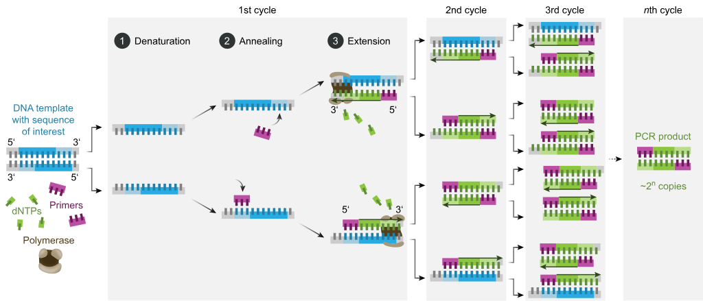 Polymerase chain reaction (PCR)