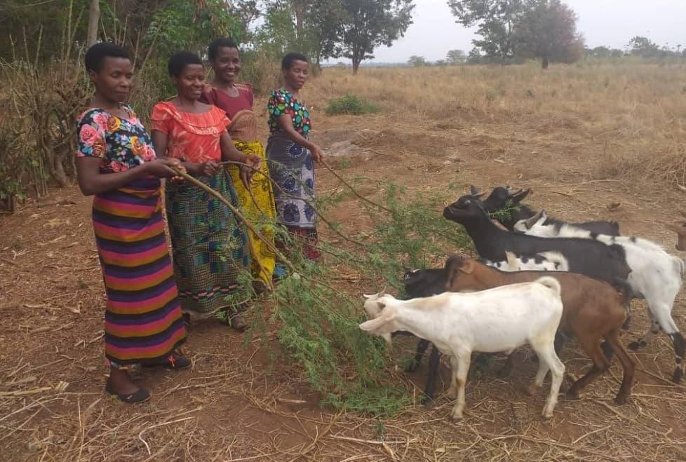 goats in Tanzania