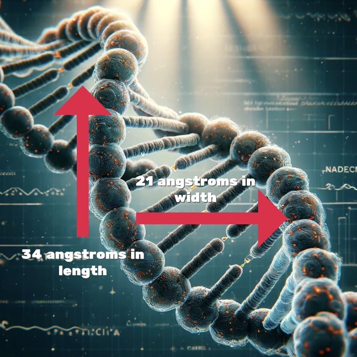 DNA Molecule