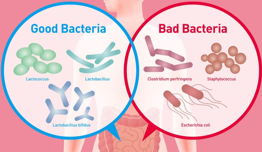 What is Healthy Gut Bacteria?