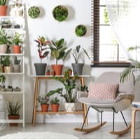 Choosing the right spot for your indoor plant health based on their needs