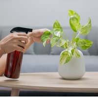 Woman is spraying Liquid fertilizer the foliar feeding on the golden pothos on the wooden table in the living room