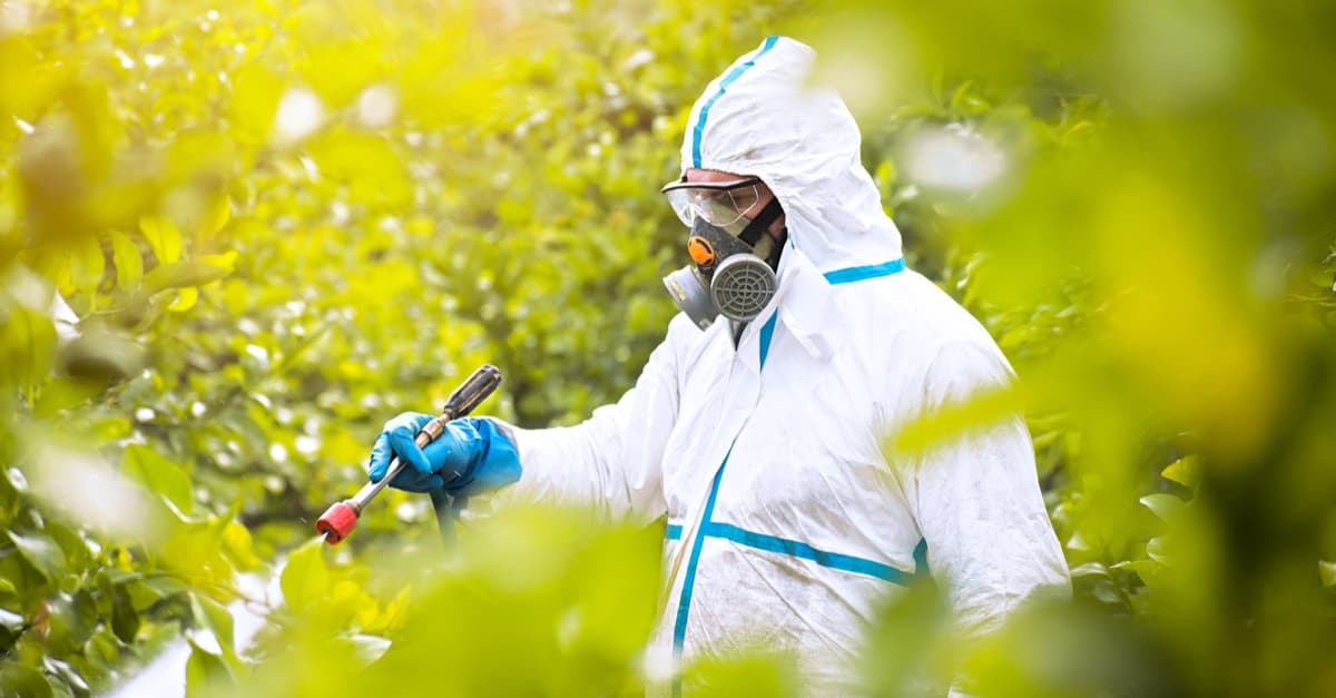 Farmer spraying fungicide chemicals while wearing protective suit and mask