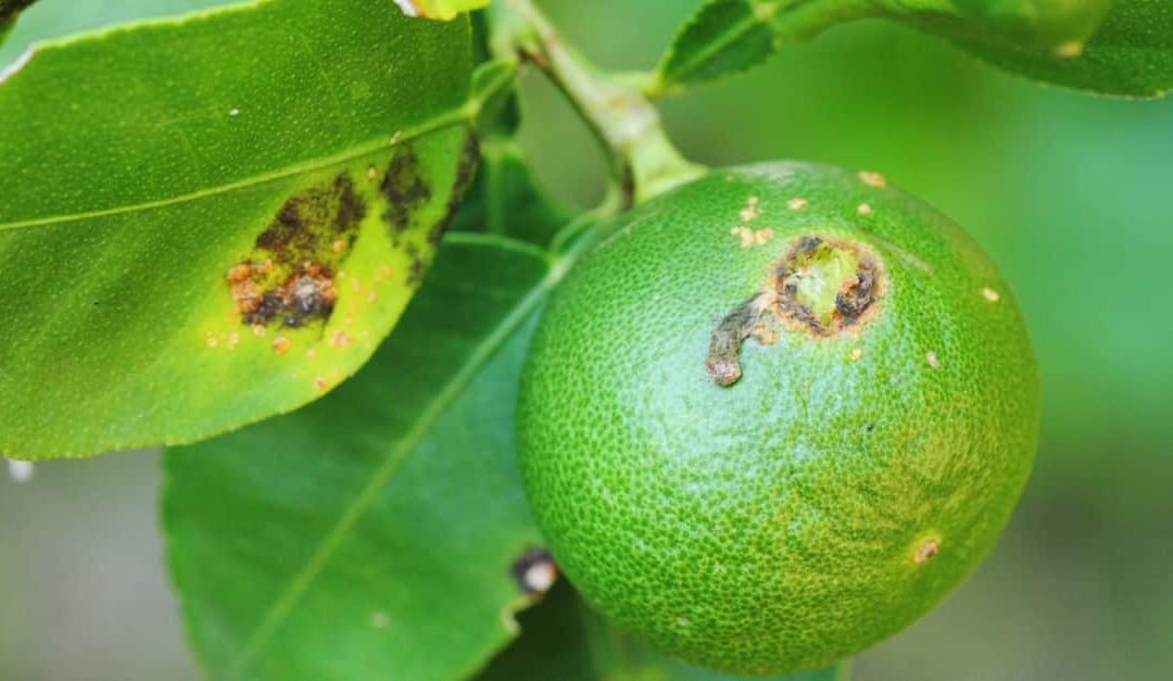 Leaves and fruit affected by citrus canker