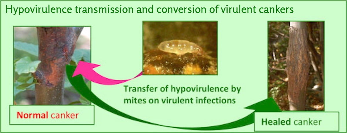 Hypovirulence transmission and conversion of virulent cankers