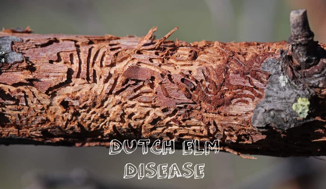 A closeup photo of a tree infected with dutch elm disease