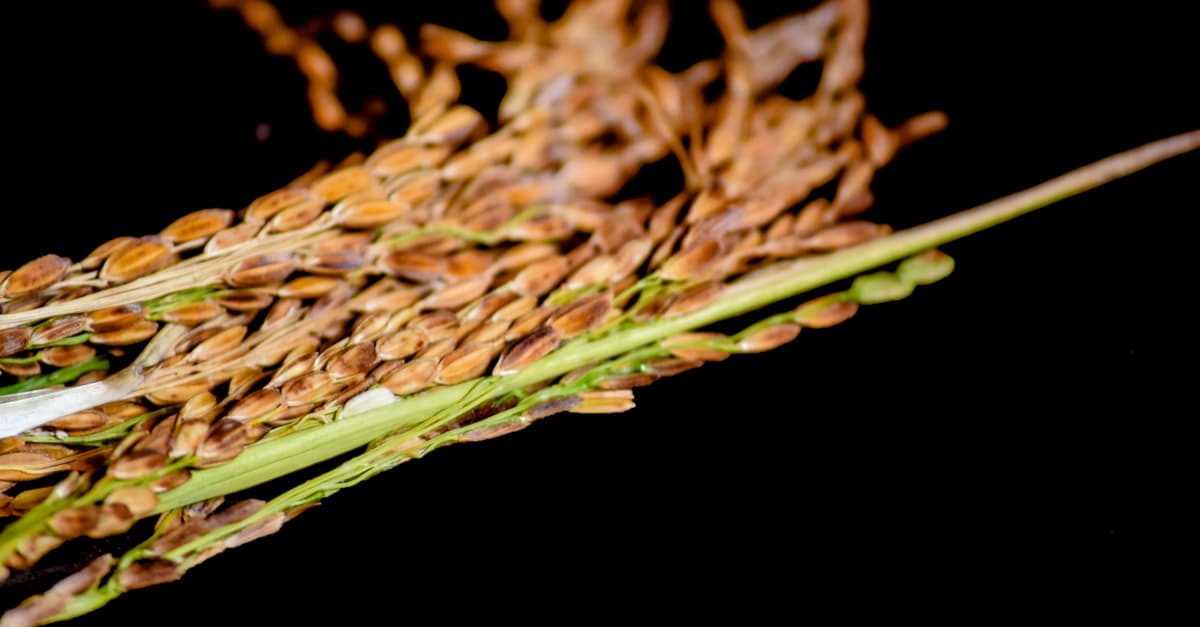 The panicles of a healthy rice crop after harvesting from the field of India.