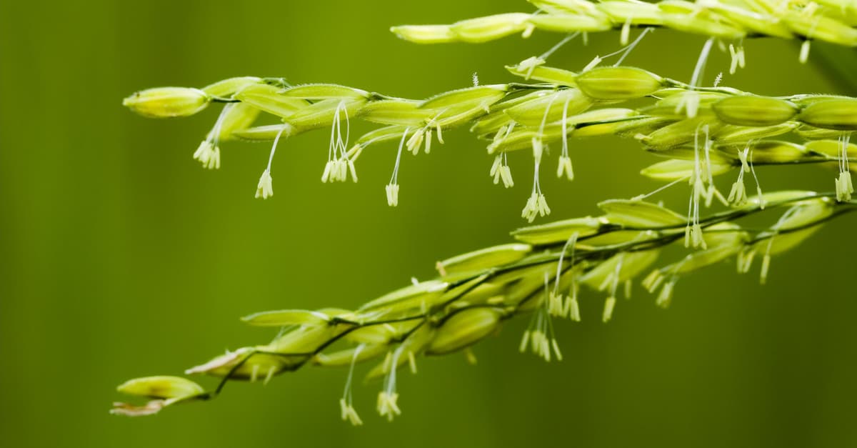 Rice bacterial blight symptomatology occurs during flowering